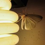 Vì sao ánh sáng đèn có thể thu hút côn trùng