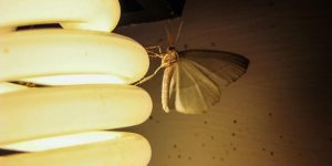 Vì sao ánh sáng đèn có thể thu hút côn trùng