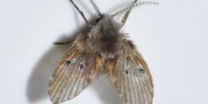 Làm thế nào để diệt ruồi cánh bướm?