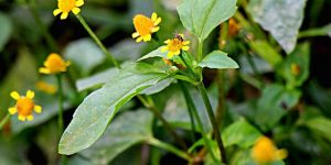 Hướng dẫn cách diệt muỗi an toàn không dùng hóa chất